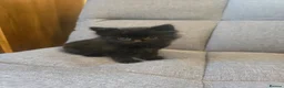 British Shorthair cats for sale: British ShortHair Fluffy Kittens  - Advert 7