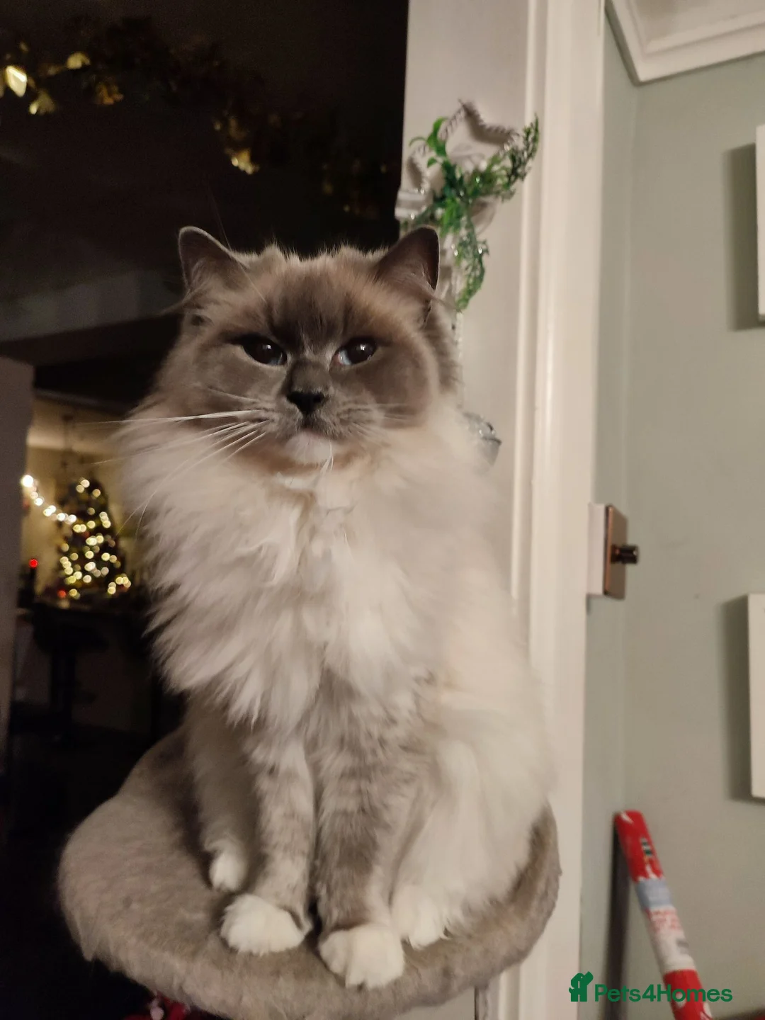 Mixed Breed cats for sale: Ragdoll X Bengal Kittens for sale - Advert 2