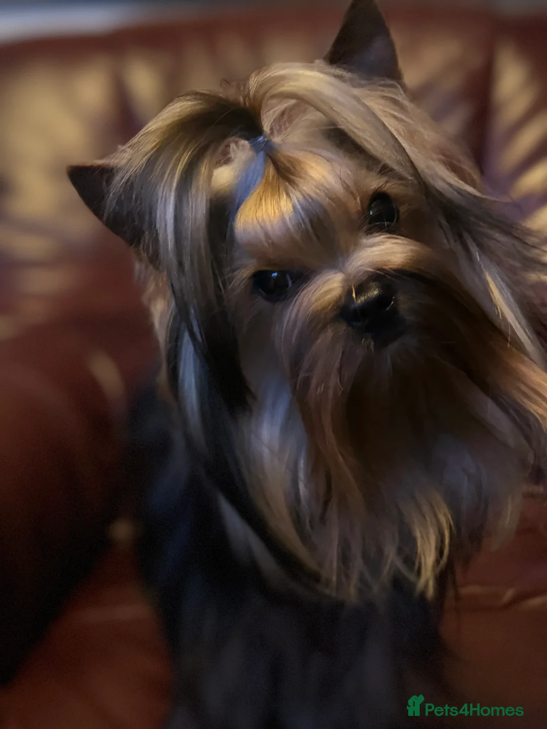 Yorkshire Terrier dogs for stud: Miniature Show boy  1,8 kg !  in Camberley - Advert 7