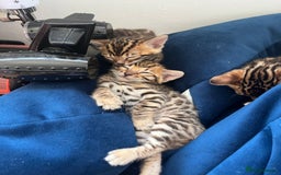Bengal cats for sale: Beautiful Bengal kitten - Image 4