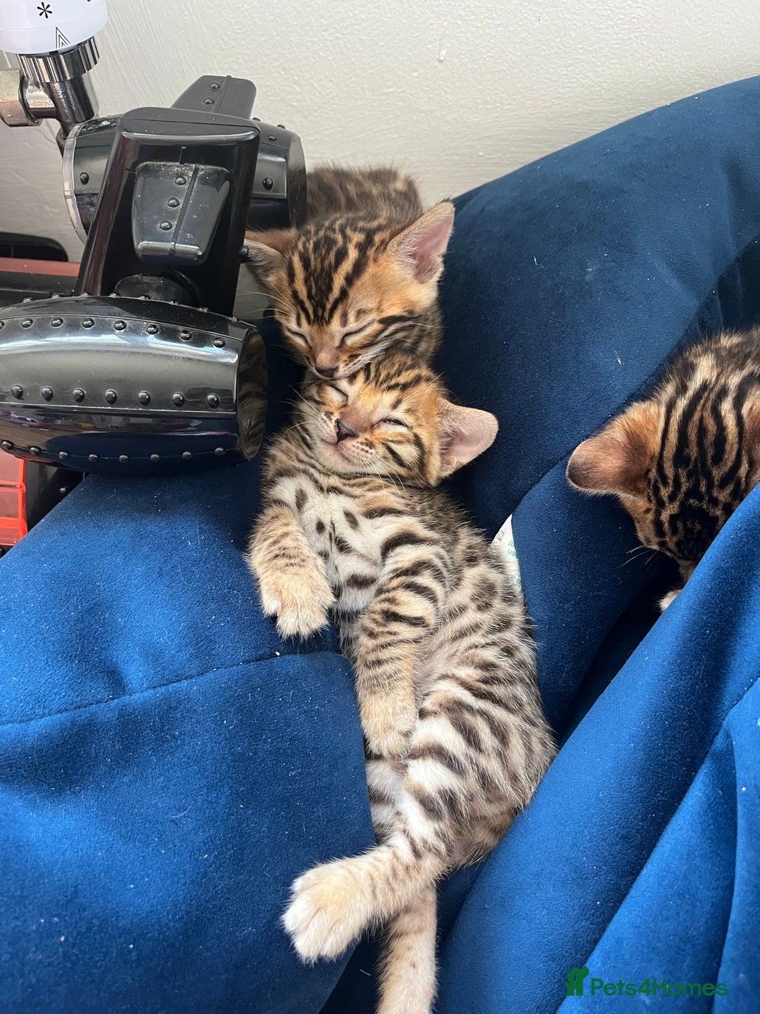 Bengal cats for sale: Beautiful Bengal kitten - Image 4