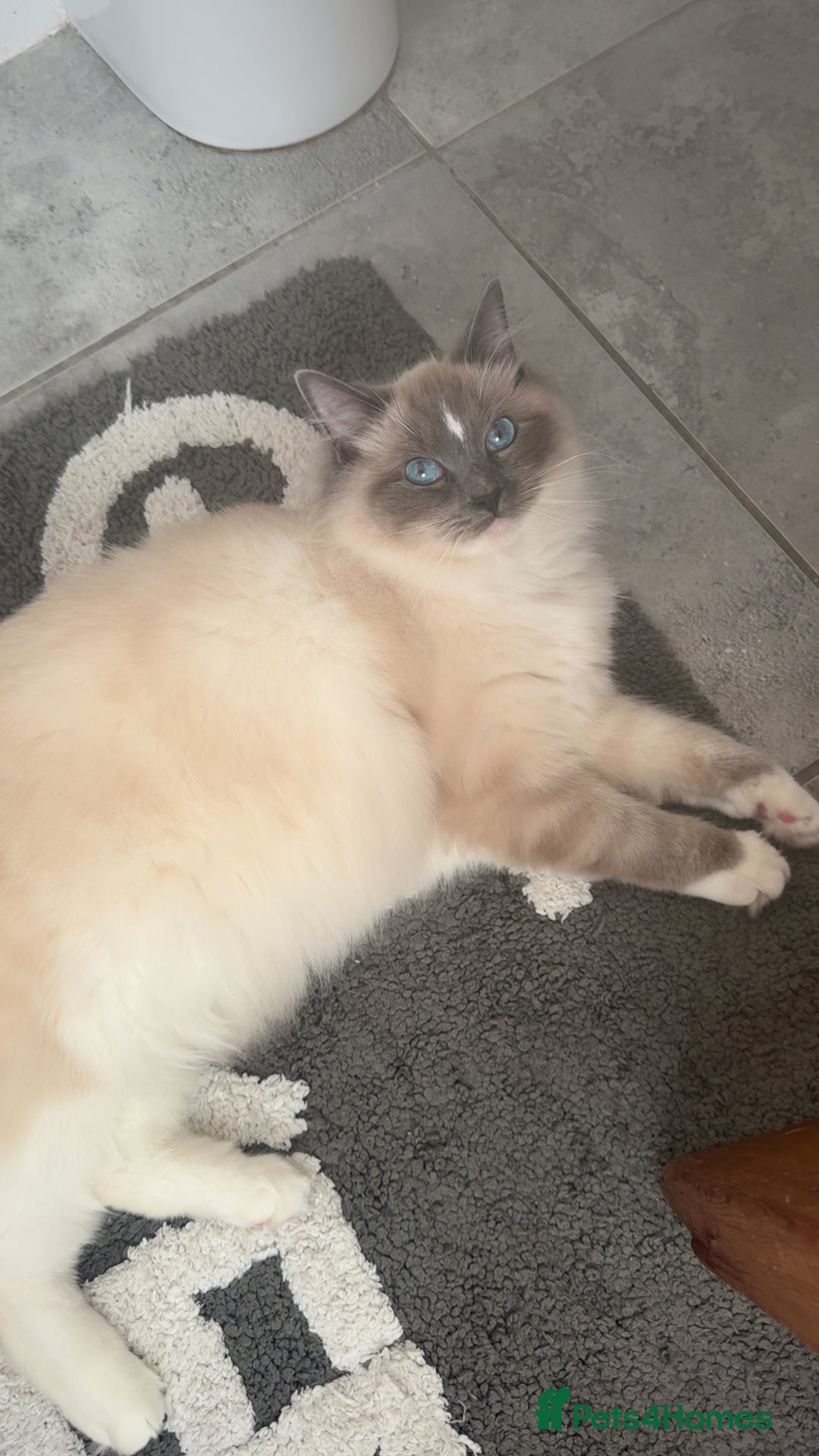 Ragdoll cats for sale: Ragdoll cat  - Advert 5