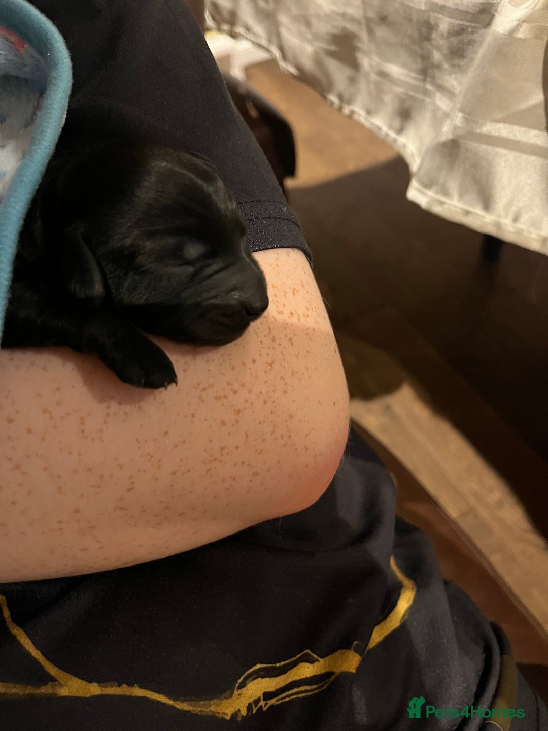 Cockapoo dogs for sale: F2b Cockapoo Puppies for sale - Image 3