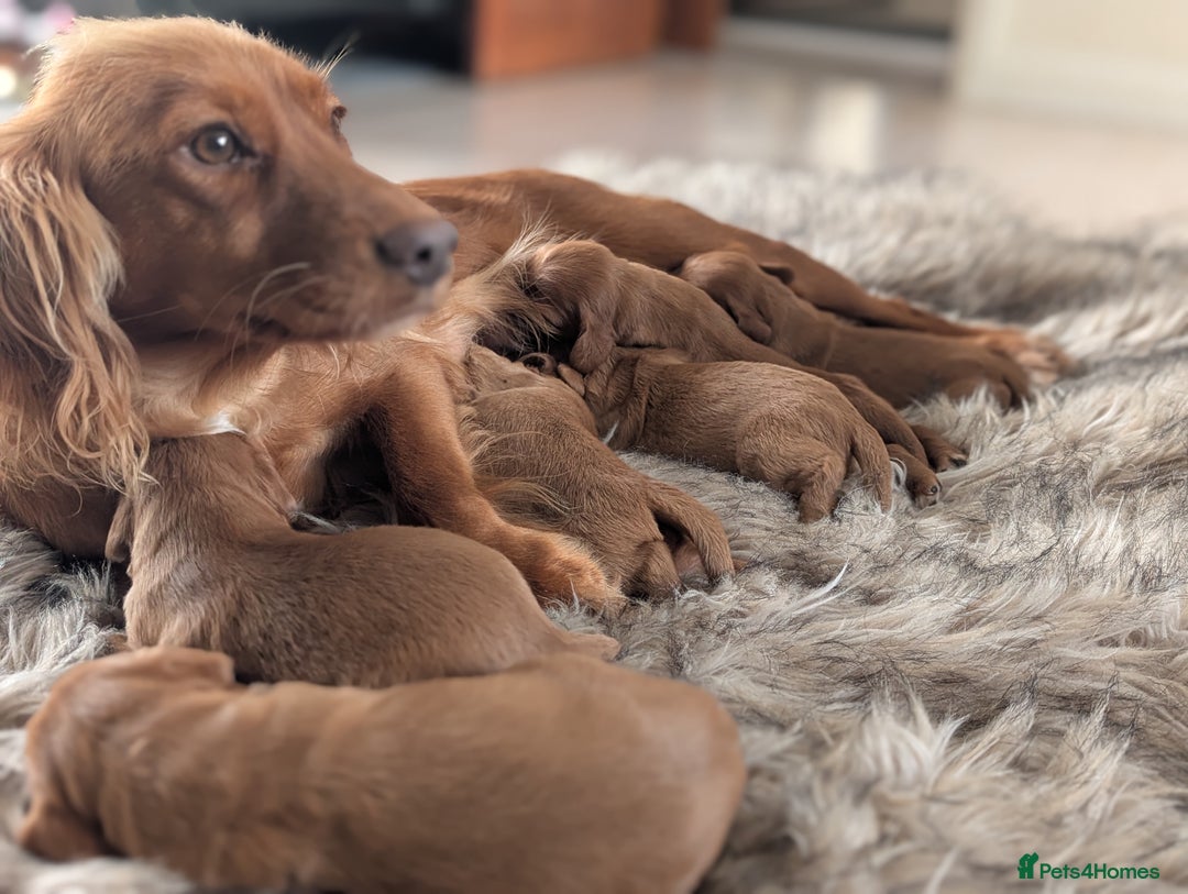 Cocker Spaniel dogs for sale: Deep Red Cocker Spaniel puppies for sale - Image 5