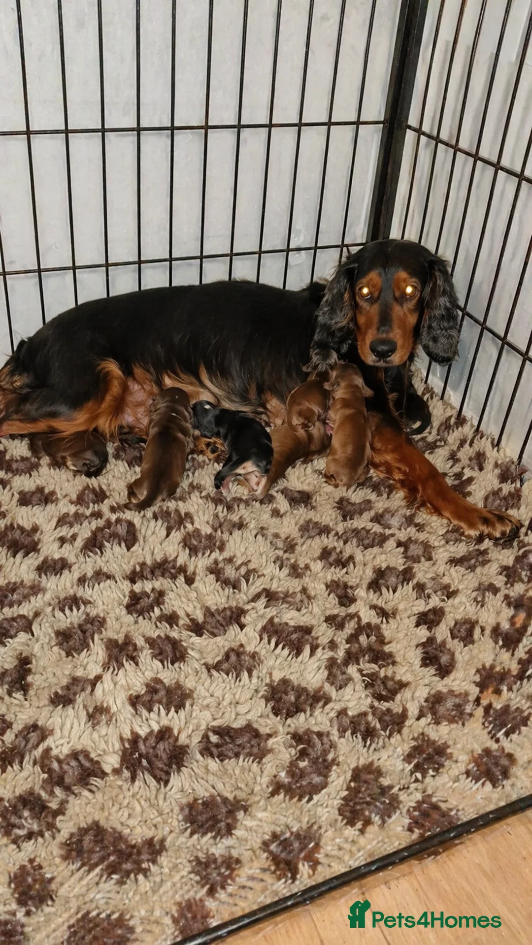 Cocker Spaniel dogs for sale: Cocker spaniel  - Advert 2