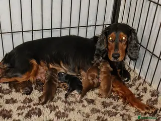 Cocker Spaniel dogs Cocker spaniel - Advert 3