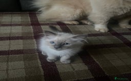 Ragdoll cats for sale: Gccf registered 2 boys left can deliver  - Image 14