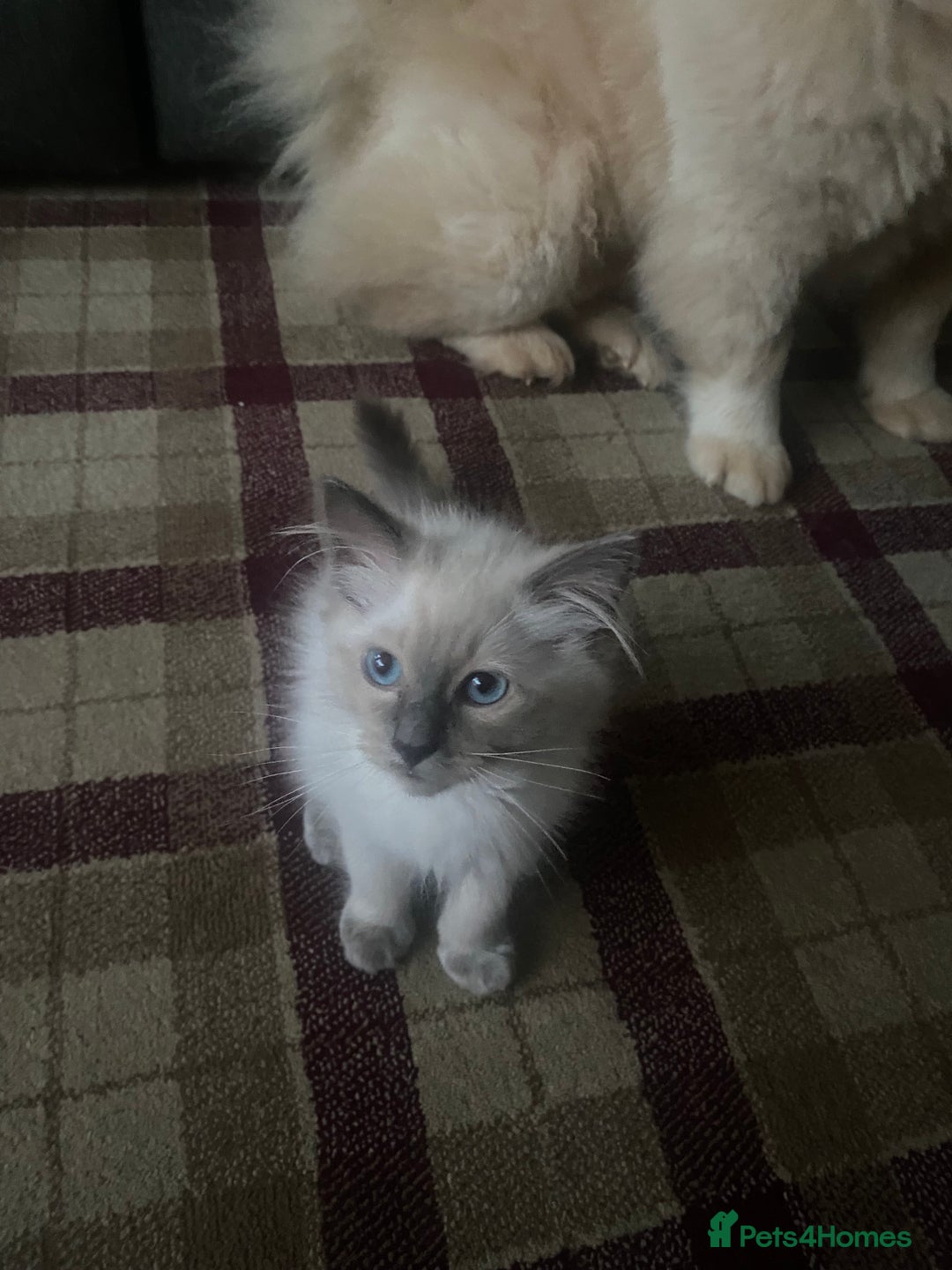 Ragdoll cats for sale: Gccf registered 2 boys left can deliver  - Image 14