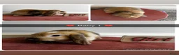 Mini Lop rabbits for sale: Gorgeous Baby Mini Lop Girls - Advert 4