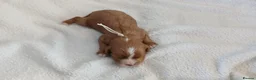Cavapoo dogs for sale: F1 CAVAPOO PUPPIES  in Stevenage - Advert 33
