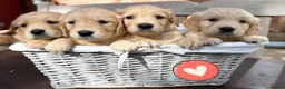Golden Retriever dogs for sale: 35*GEN FCI KC Reg DAD TITLED CHAMPION HEALTH CER - Advert 10