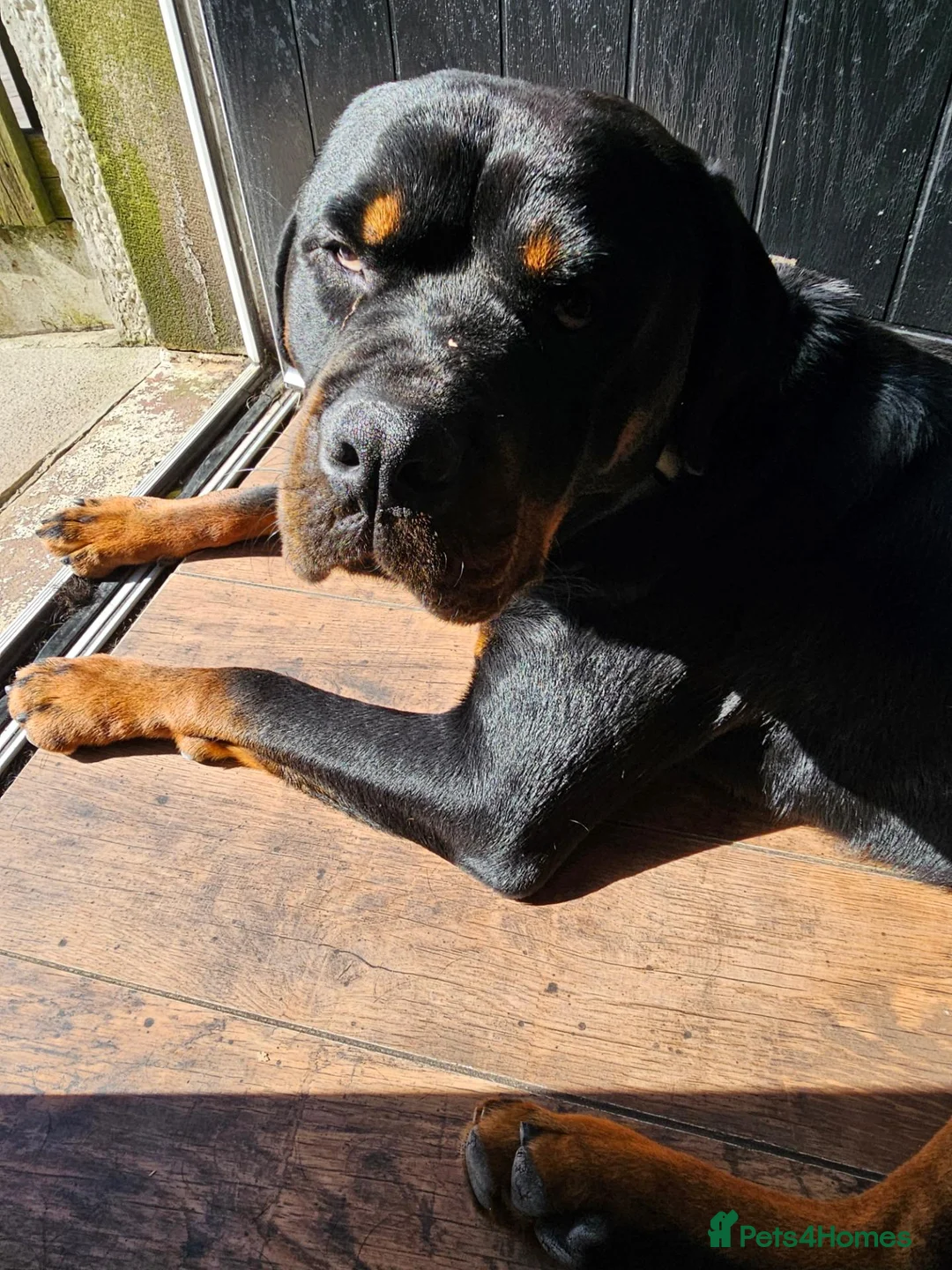 Rottweiler dogs for sale: Bruce... Handsome 2.5 year old Rotty in Buxton - Advert 3