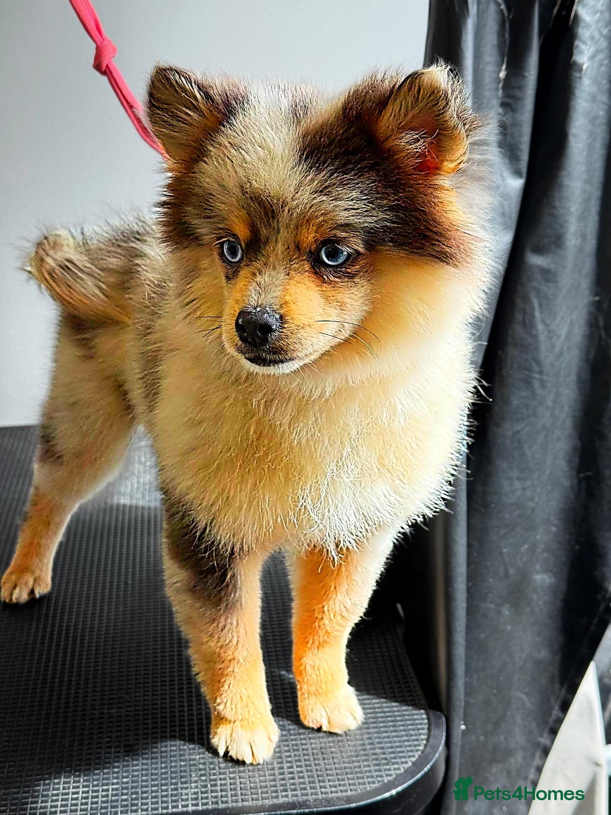 Pomsky dogs F3 Pomsky Boy - Advert 1