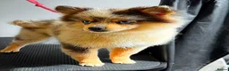 Pomsky dogs for sale: F3 Pomsky Boy - Advert 1