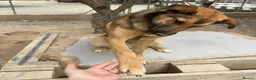 Mixed Breed dogs for adoption: Ted (German Shepherd mix) in Chesterfield - Advert 8