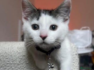 American Wirehair cats Loving 7 month-old American Wirehair kitten - Advert 5