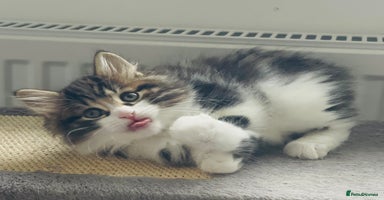 Kurilian Bobtail cats - Advert 6