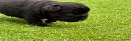French Bulldog dogs for sale: Stunning French Bulldog Puppies in Norwich - Advert 23