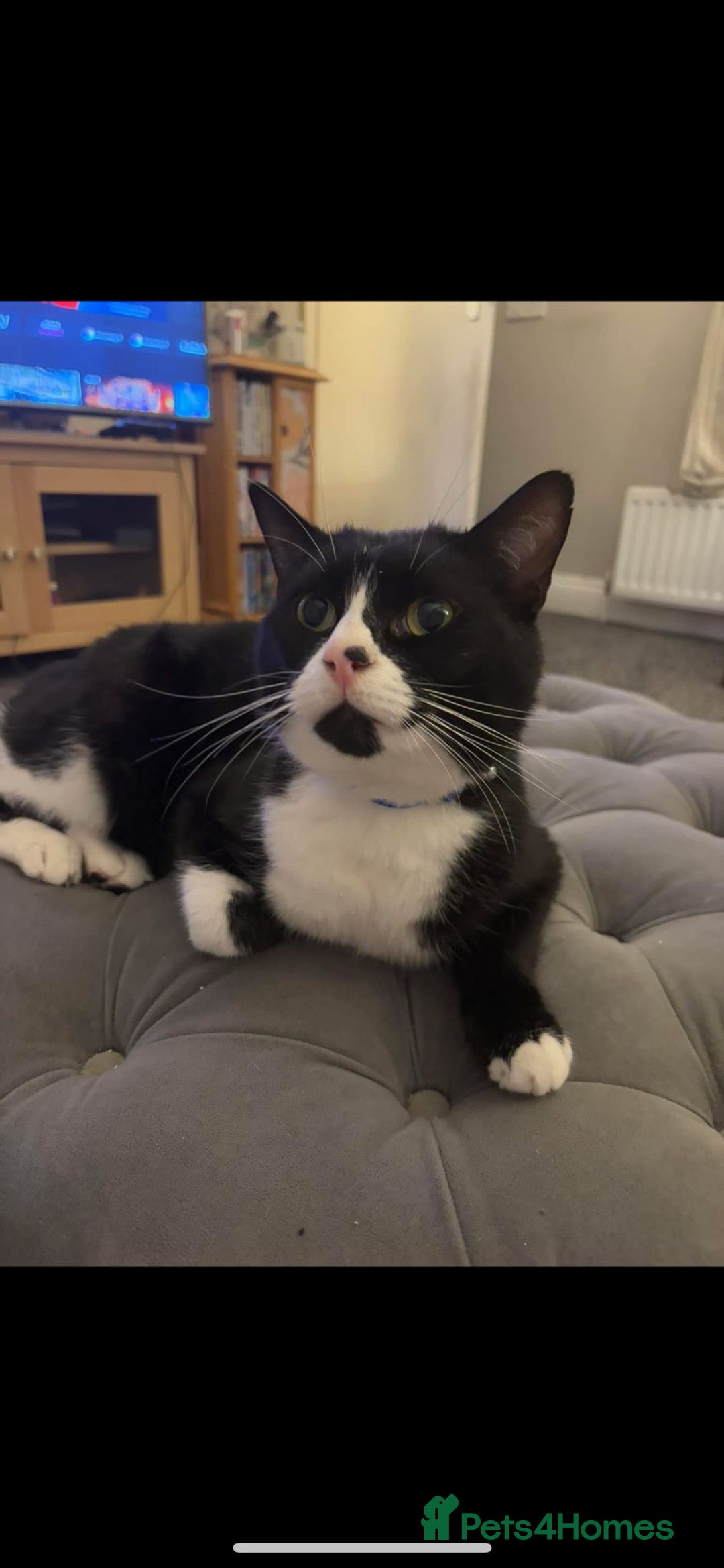 British Shorthair cats for sale: Best friends looking for new home  - Image 2