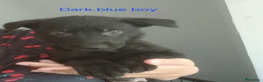 Sheprador Puppy Dark blue collar