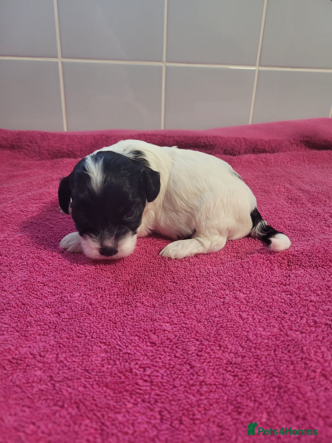 Mixed Breed dogs for sale: Cockapoo x shihpoo - Advert 4