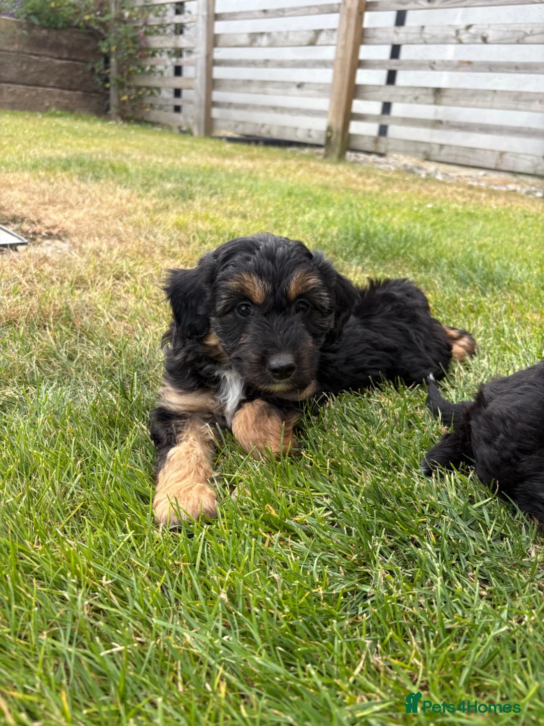 Bordoodle dogs for sale: Miniature Borderdoodles  - Advert 2