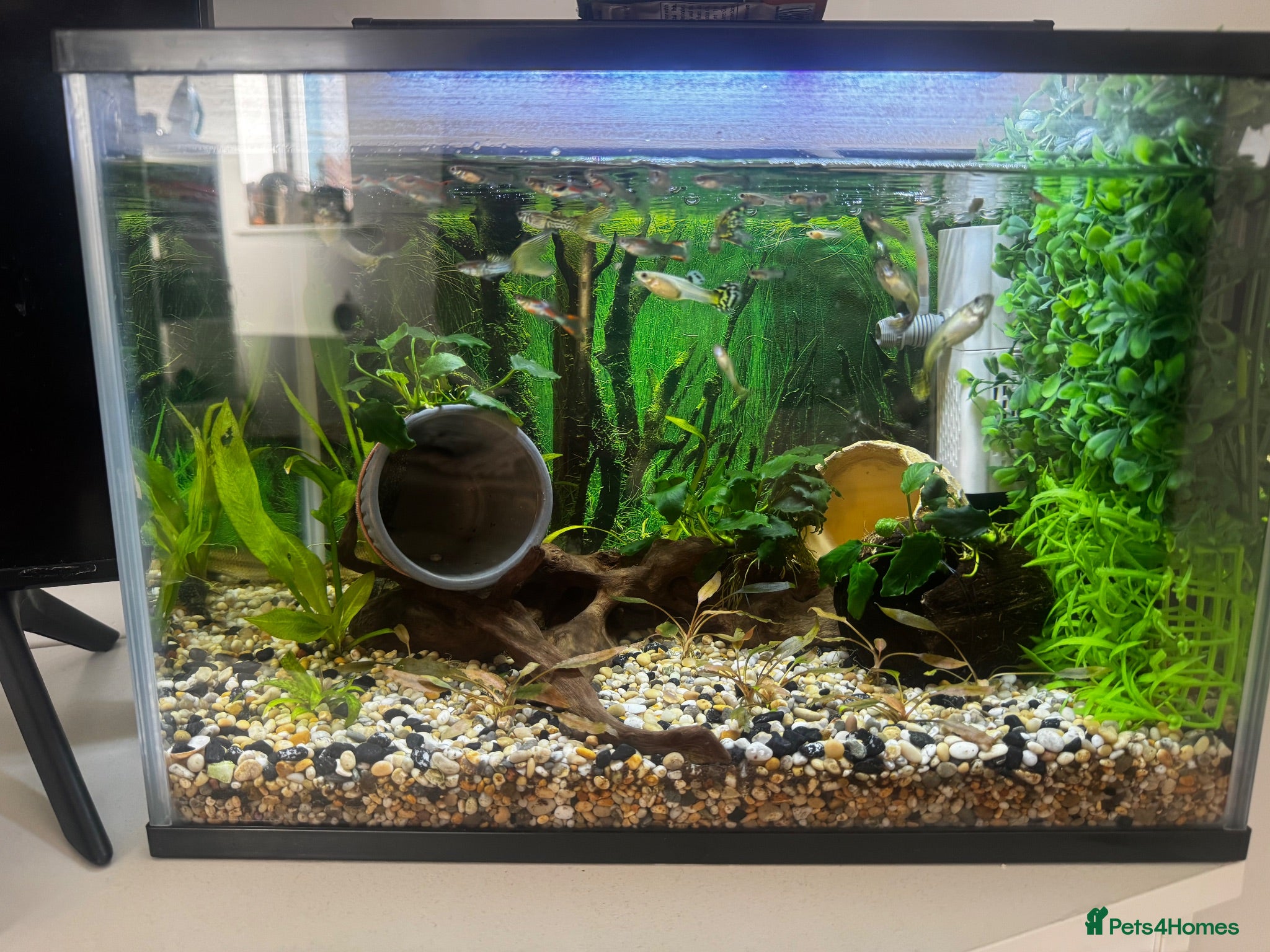 Other/Mixed Breed fish Fish tank with fishes  - Advert 1