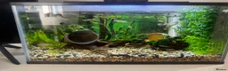 Other/Mixed Breed fish for sale: Fish tank with fishes  in Chertsey - Advert 1
