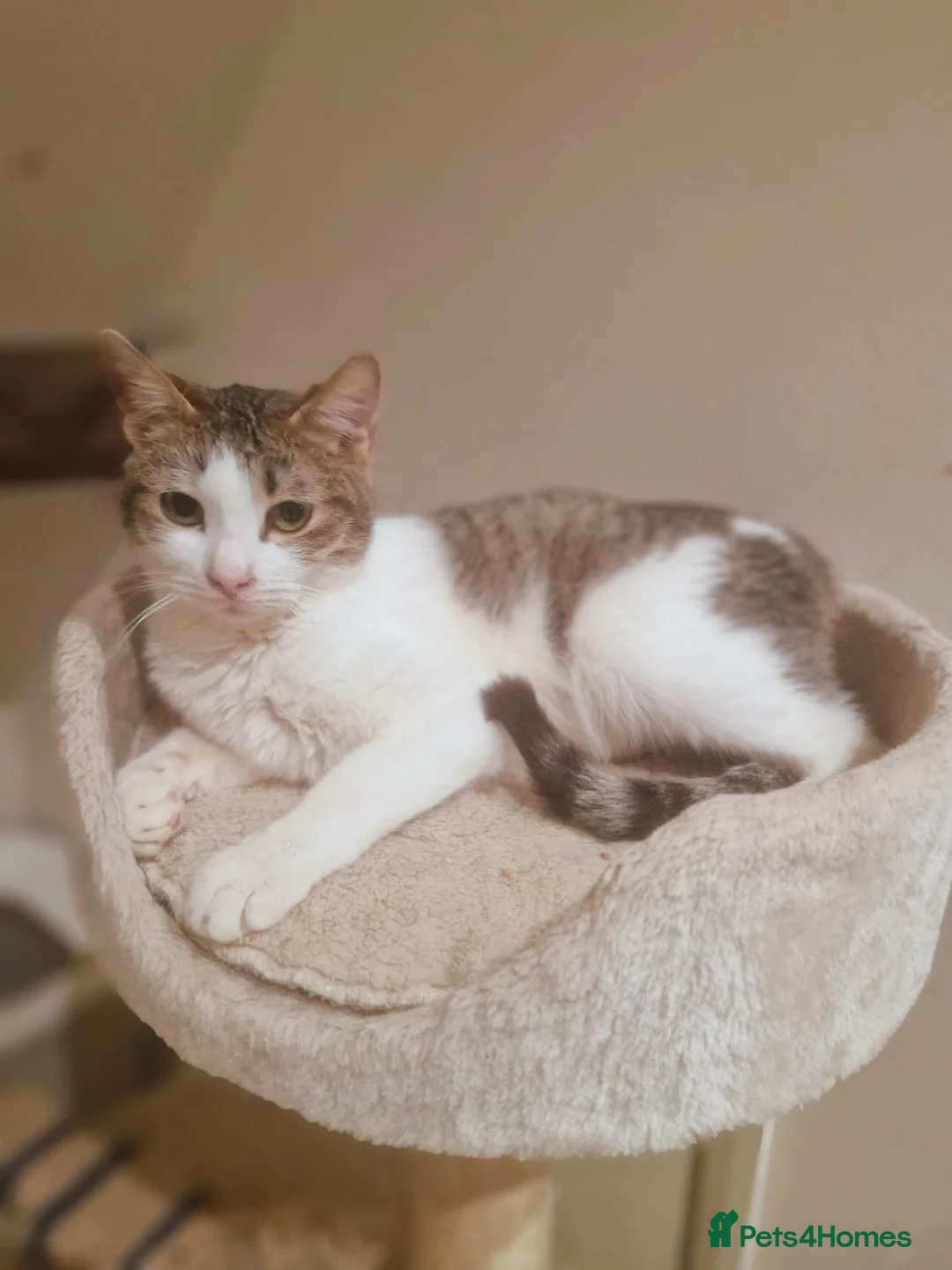 Mixed Breed cats for adoption: Galaxy for adoption in Waterlooville - Advert 2