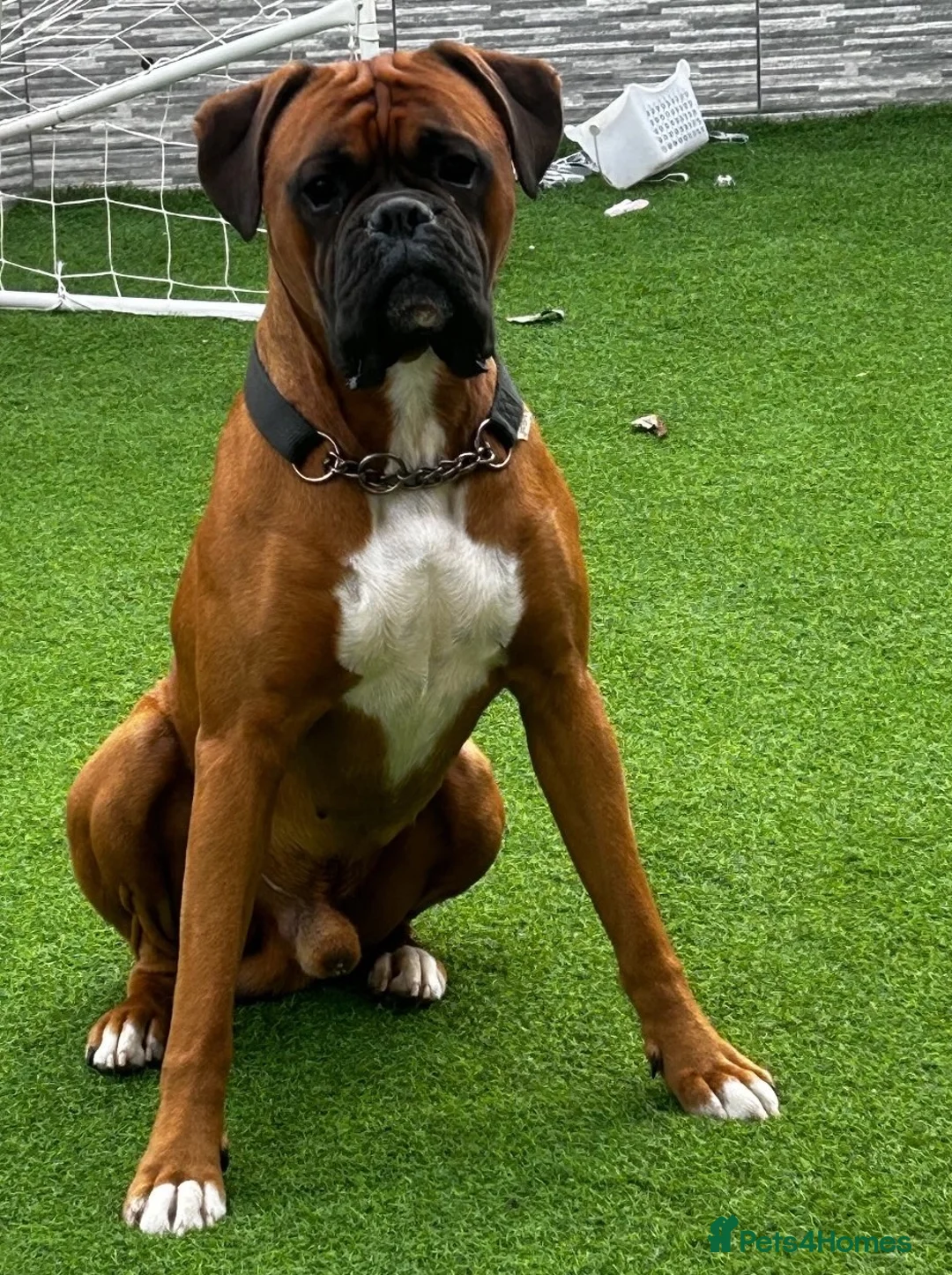 Boxer dogs for stud: 🐶Tony🐶 Boxer for stud  - Advert 2
