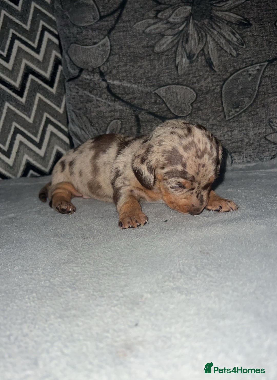 Miniature Dachshund dogs for sale: Mini dauchunds puppies - Advert 6