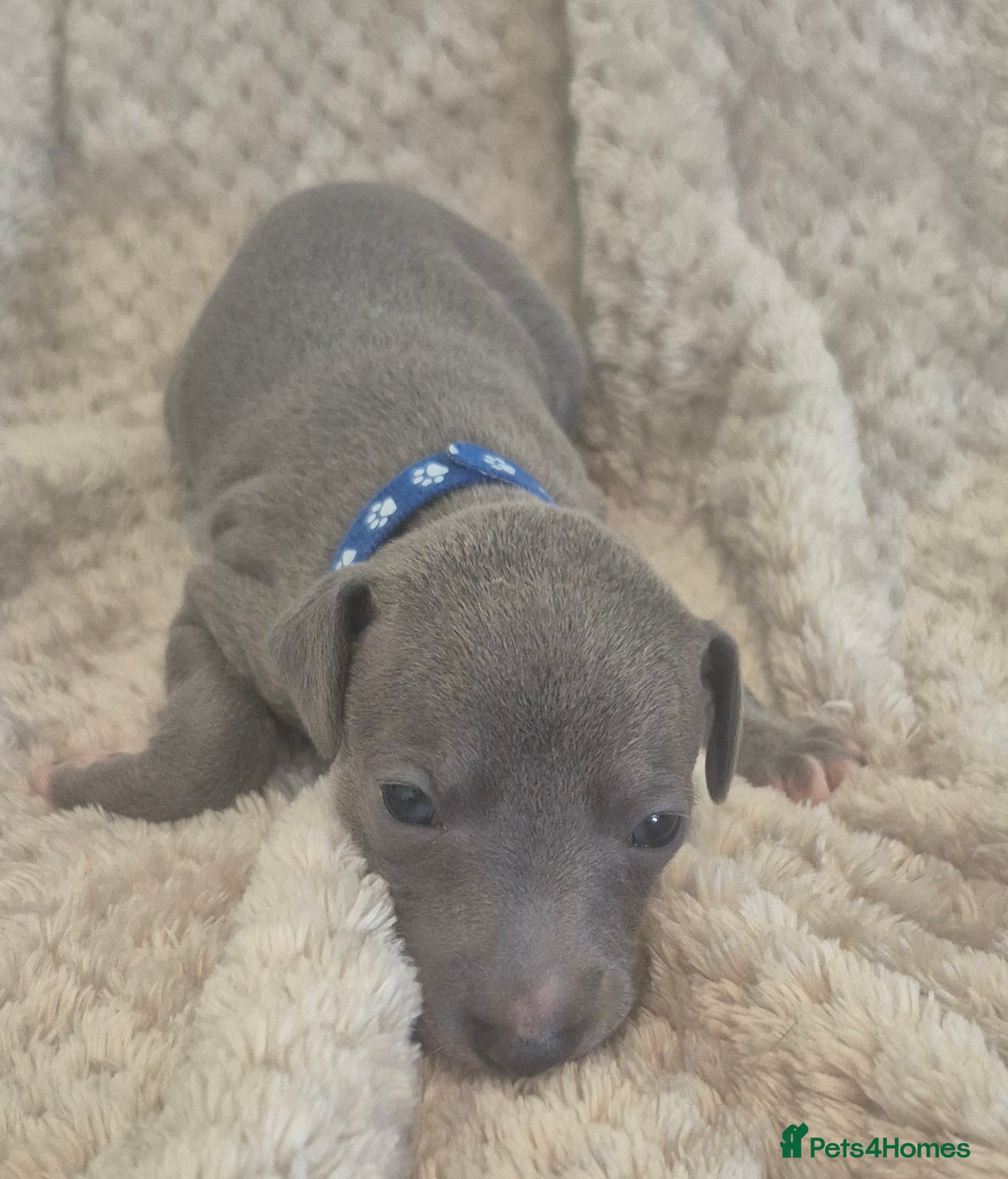 Italian Greyhound dogs Show standard KC reg Italian Greyhounds - Advert 2