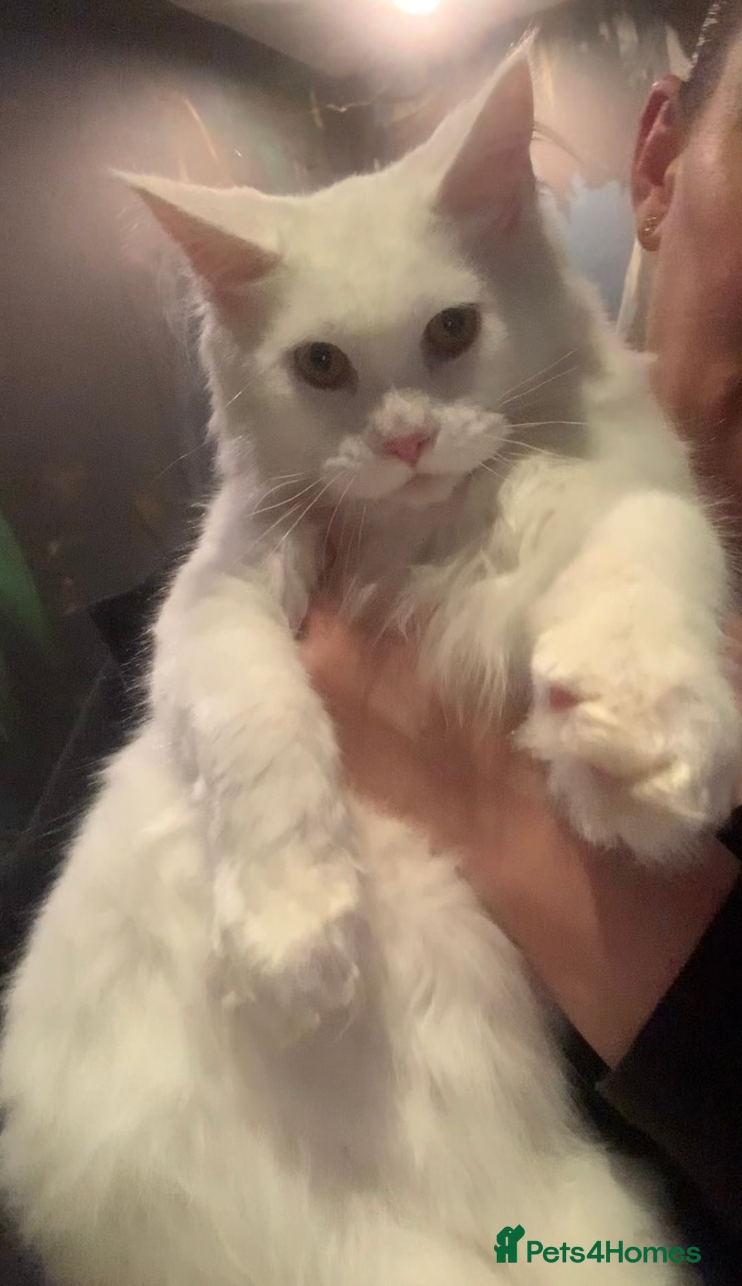 Maine Coon cats for sale: White Maine coon girl spayed TICA registered  - Image 5