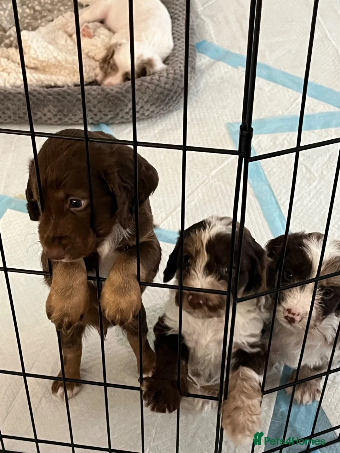 Cockapoo dogs for sale: Cockapoo f1b puppy’s  - Advert 2