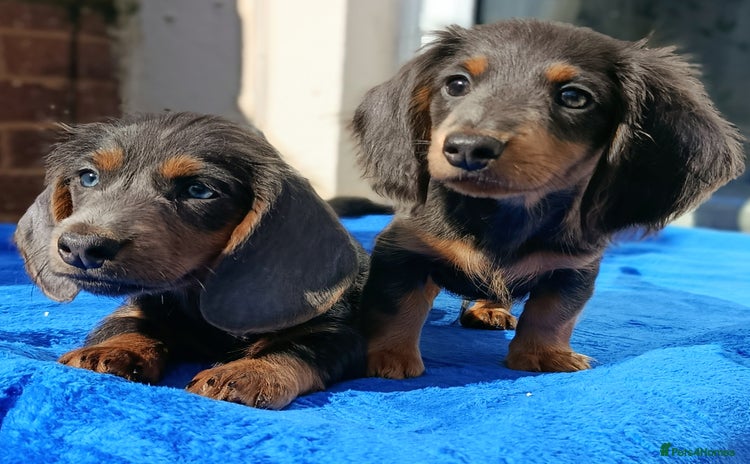 Miniature Dachshund dogs - Advert 8