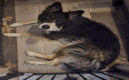 Mixed Breed dogs for sale: German Shepherd X Puppies - Image 23