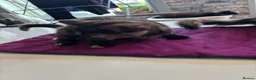 American Shorthair cats for sale: American shorthair babies  - Advert 18