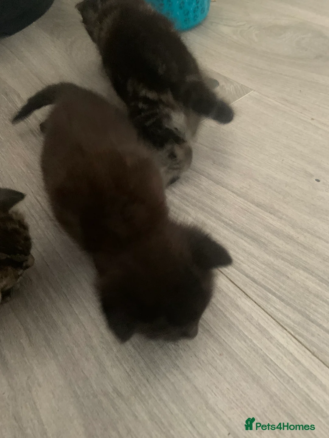 Mixed Breed cats for sale: Beautiful Tabby and black kittens  in Swindon - Advert 2