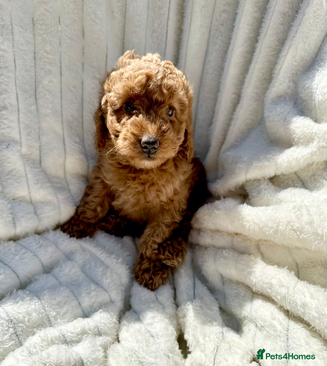 Cockapoo dogs for sale: Mini Cockapoo Puppies Kent - Image 27