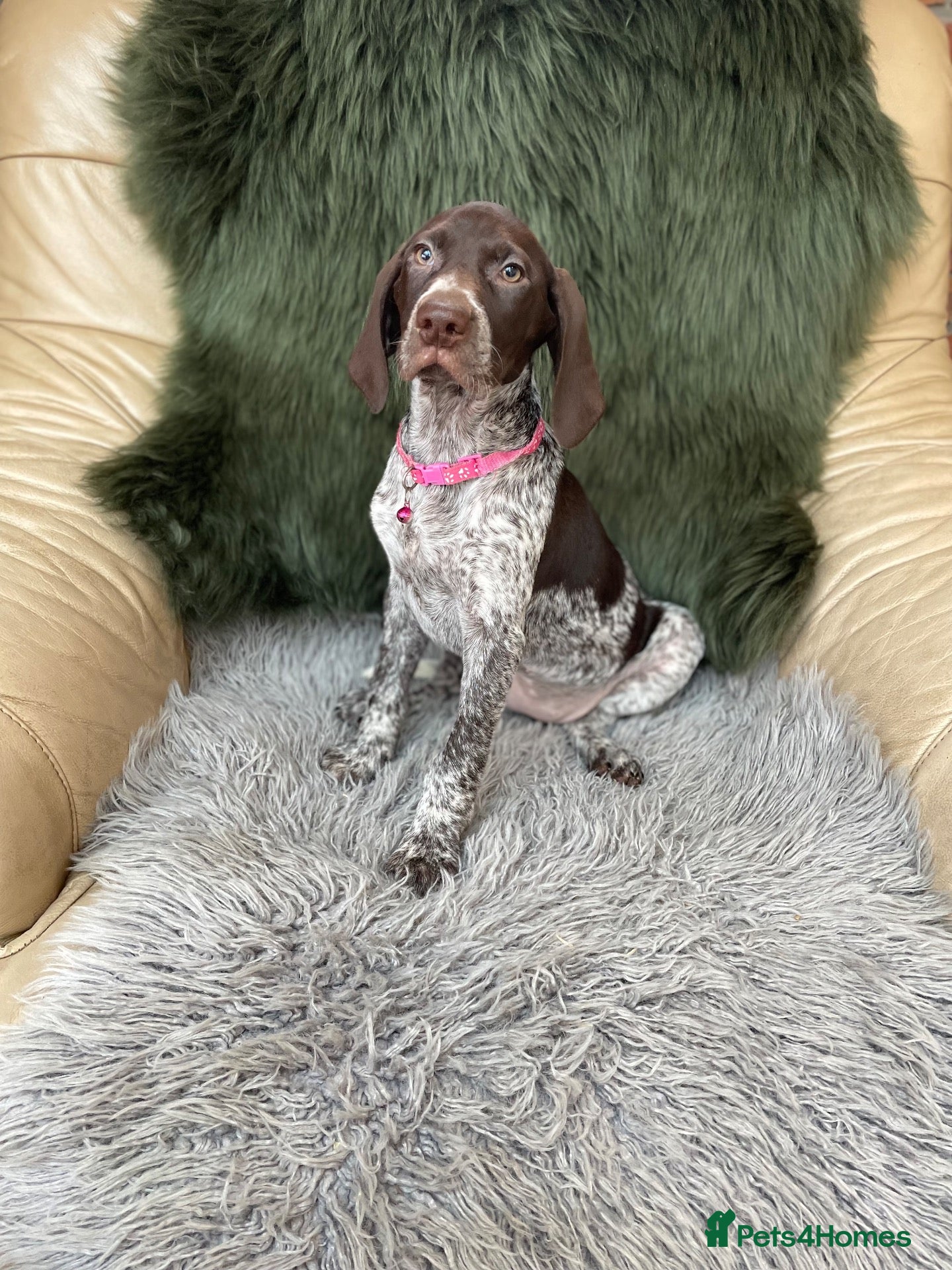 German Shorthaired Pointer dogs Kc German shorthaired pointer - Advert 1