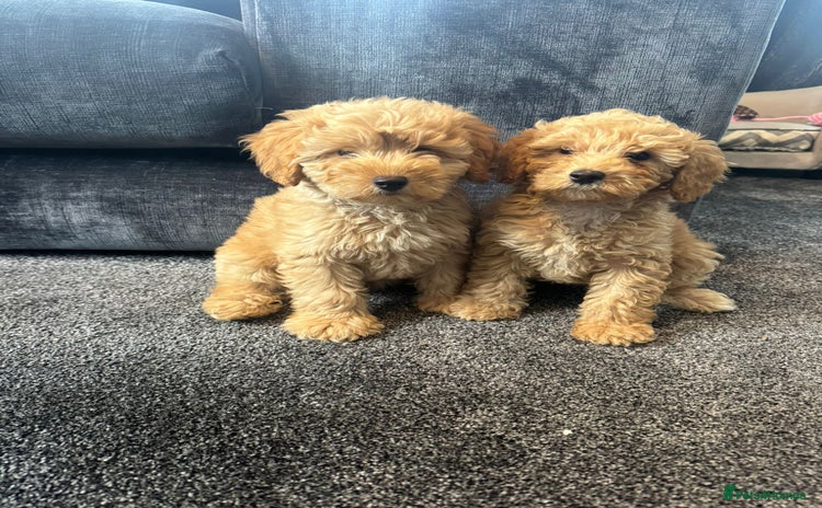 Mixed Breed dogs - Advert 8