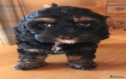 Toy Poodle dogs for stud: Tri Coloured Toy and Miniature studs in Northallerton - Image 16
