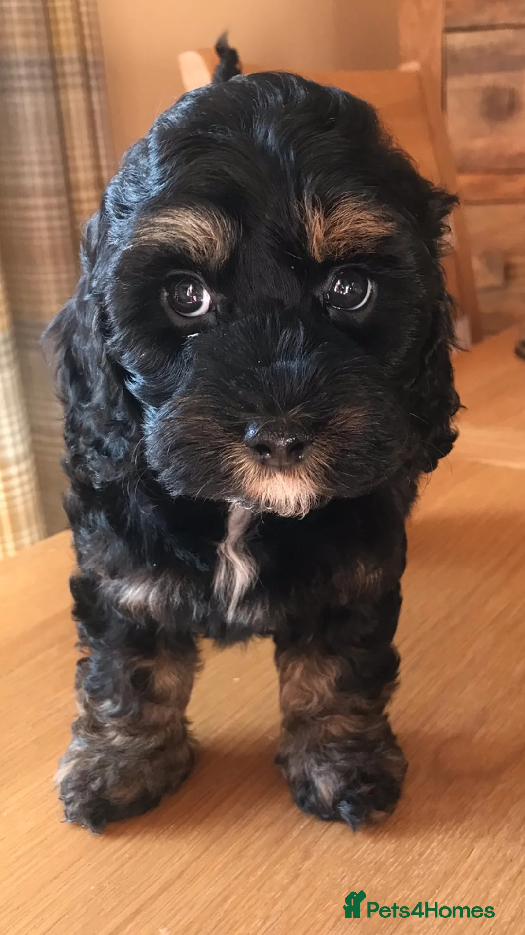 Toy Poodle dogs for stud: Tri Coloured Toy and Miniature studs in Northallerton - Advert 16