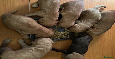 Cockapoo dogs - Advert 13