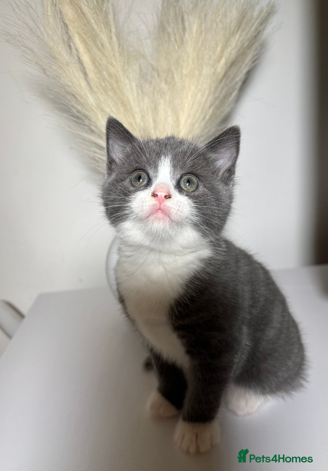 British Shorthair cats for sale: Chunky British Short Hair Kittens  - Advert 7