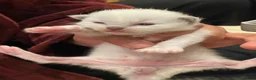 Ragdoll cats for sale: Ragdoll kittens GCCF - Advert 18