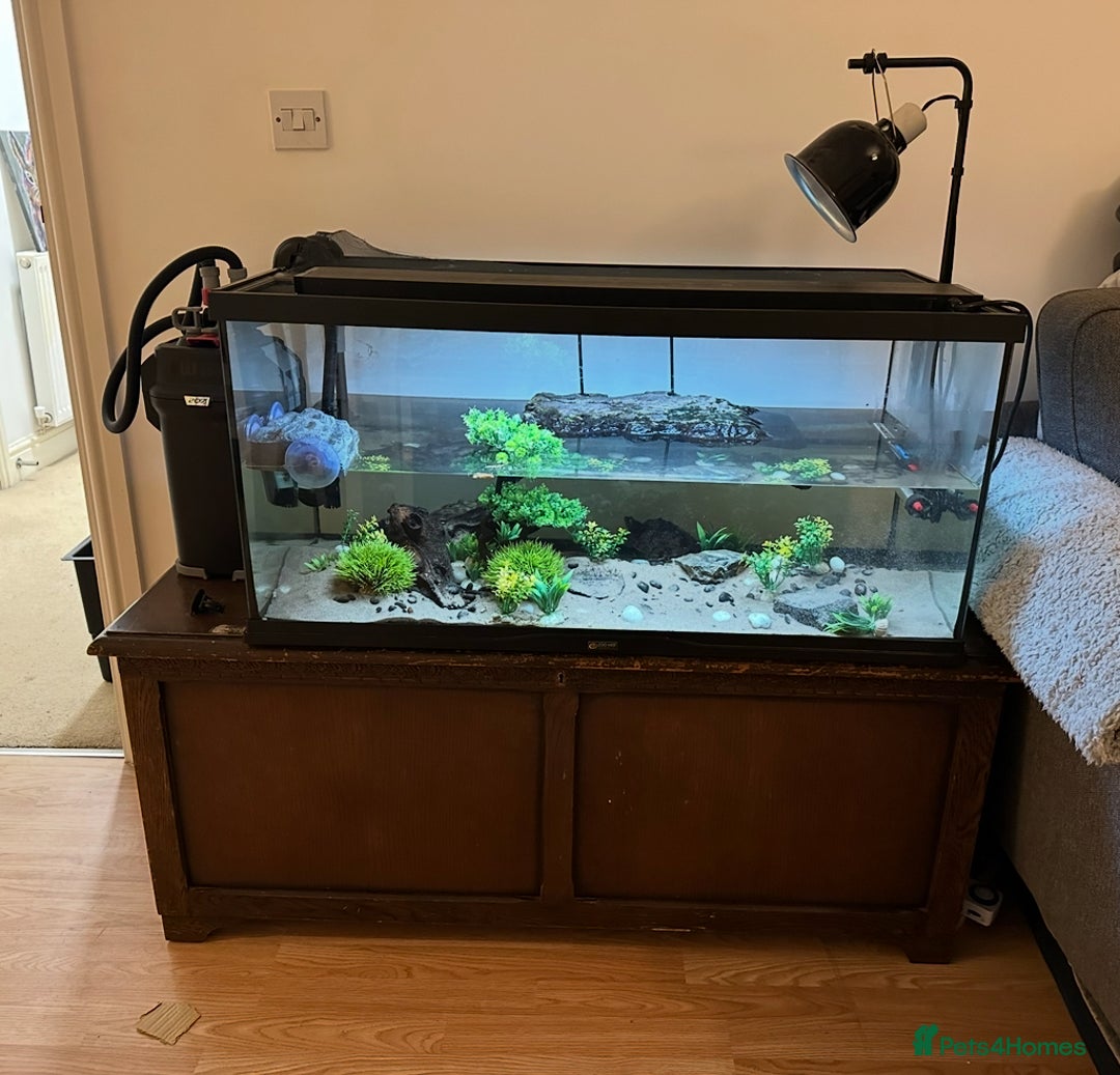 Turtle reptiles for sale: 2 MISSISSIPPI TURTLES  - Advert 4