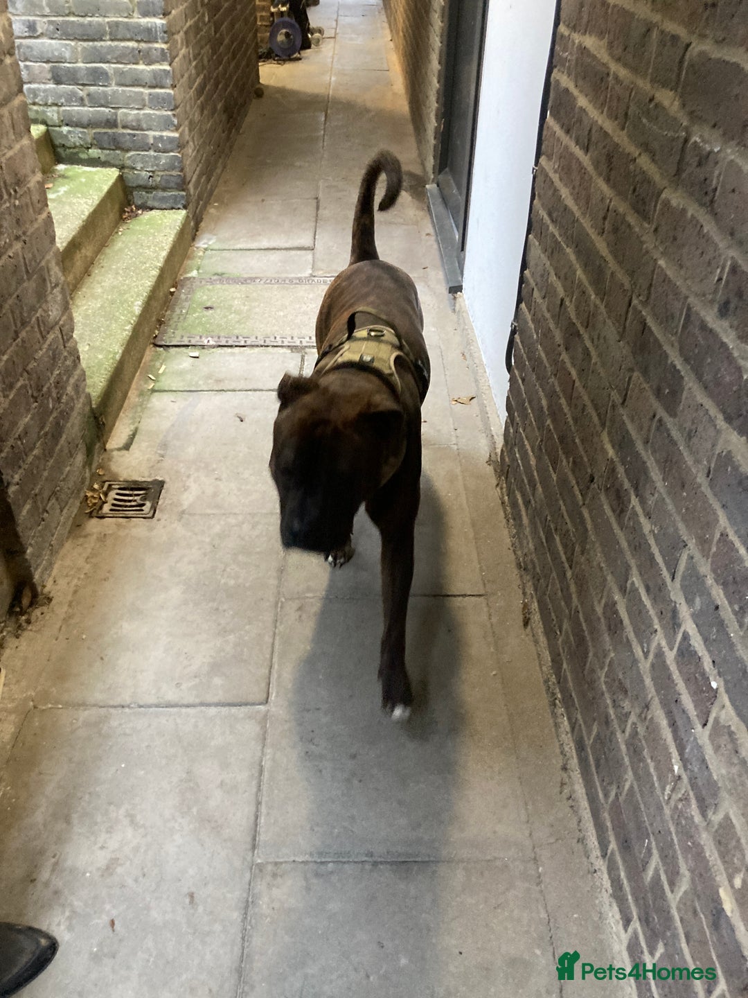 American Bulldog dogs for sale: A loving home needed for an American Bulldog.  - Advert 7