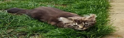 Mixed Breed cats for sale: Little cuties - Advert 17