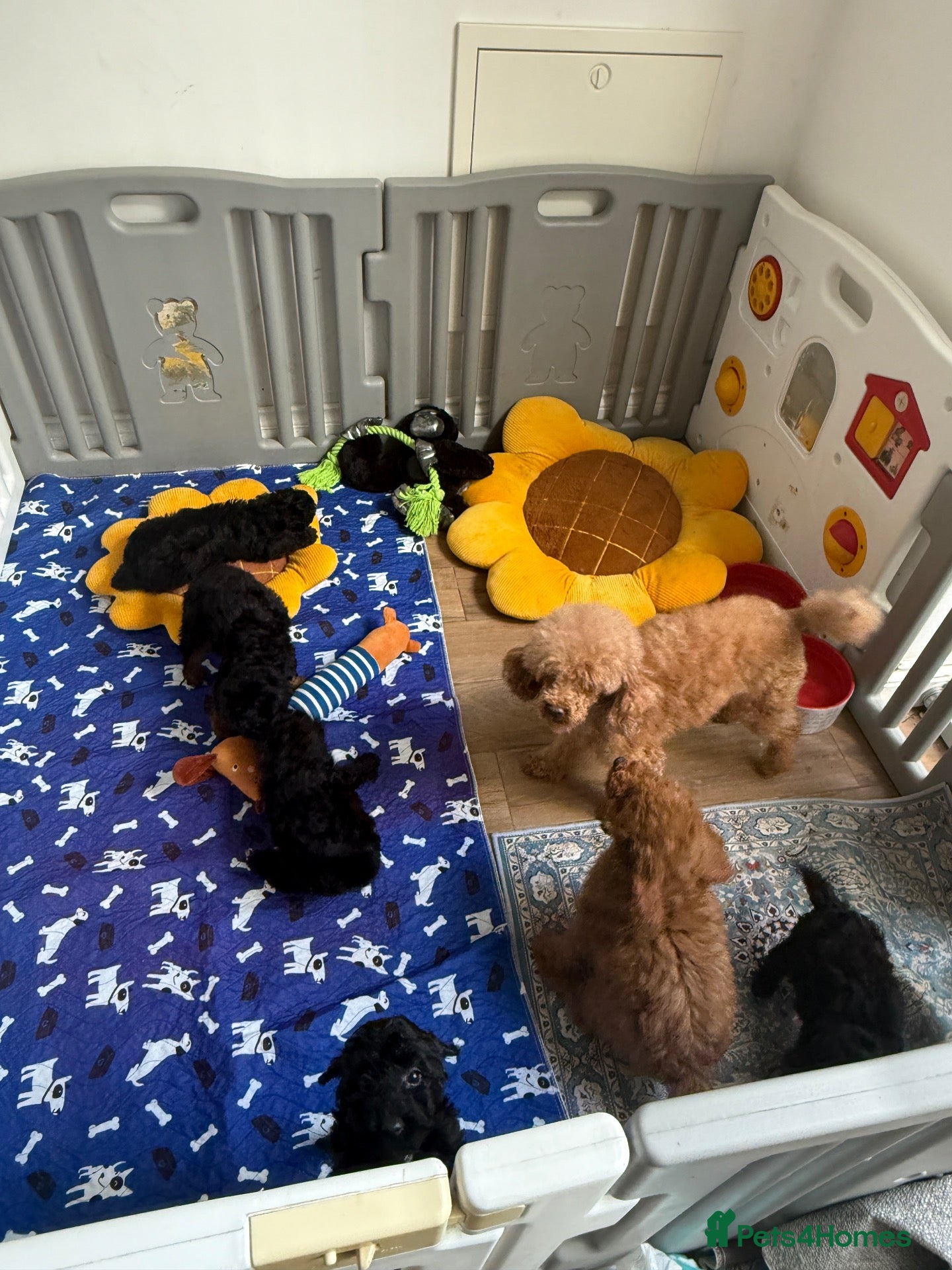 Mixed Breed dogs Small miniature poodle puppies - Advert 2